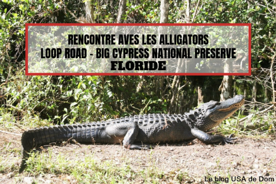 Rencontre avec les alligatorsLoop Road Big Cypress National Preserve